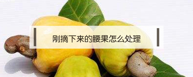 剛摘下來(lái)的腰果怎么處理