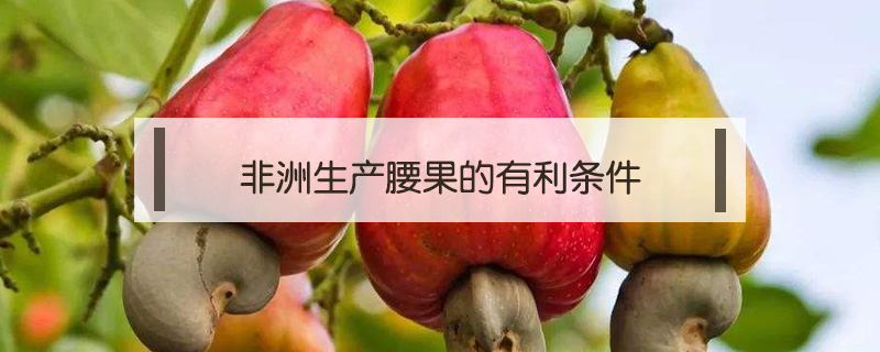 非洲生產腰果的有利條件