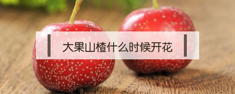 大果山楂什么時候開花