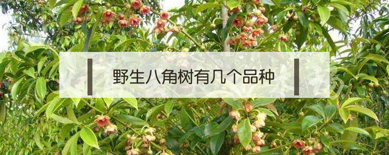 野生八角樹有幾個(gè)品種