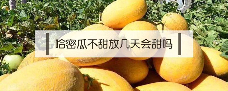 哈密瓜不甜放幾天會甜嗎