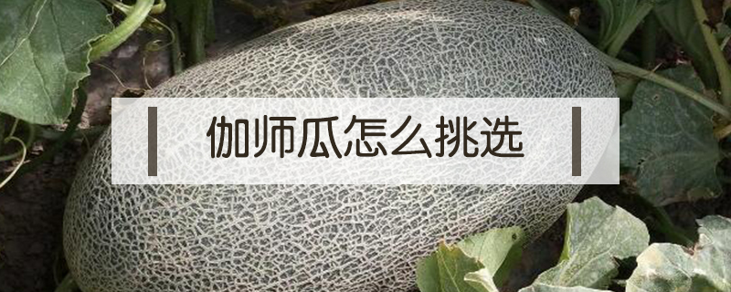伽師瓜怎么挑選
