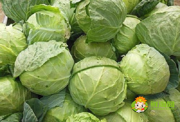 包菜怎么保存兩個(gè)月,包菜放冰箱兩個(gè)月還能吃嗎