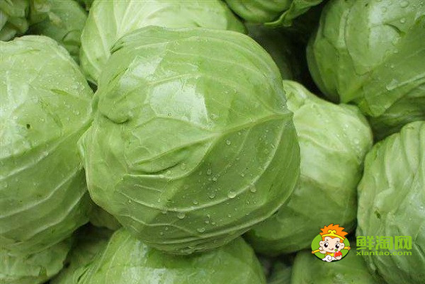 包菜怎么保存兩個(gè)月，包菜放冰箱兩個(gè)月還能吃嗎