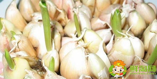 大蒜發芽能吃嗎,大蒜種植時間和方法