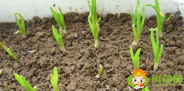大蒜發芽能吃嗎，大蒜種植時間和方法