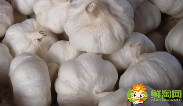 金鄉(xiāng)大蒜最新價格,一九年下半年大蒜行情