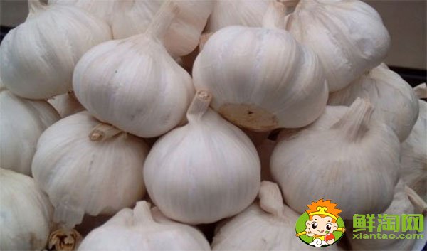 金鄉(xiāng)大蒜最新價格，一九年下半年大蒜行情