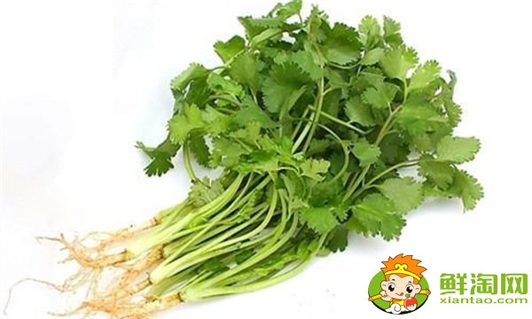 香菜什么時(shí)候種植最好，香菜種植方法和時(shí)間