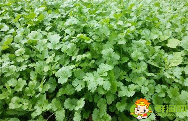 香菜什么時(shí)候種植最好，香菜種植方法和時(shí)間