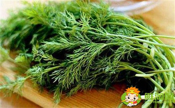 茴香菜的功效與作用及食用方法，哪些人不適合吃茴香菜