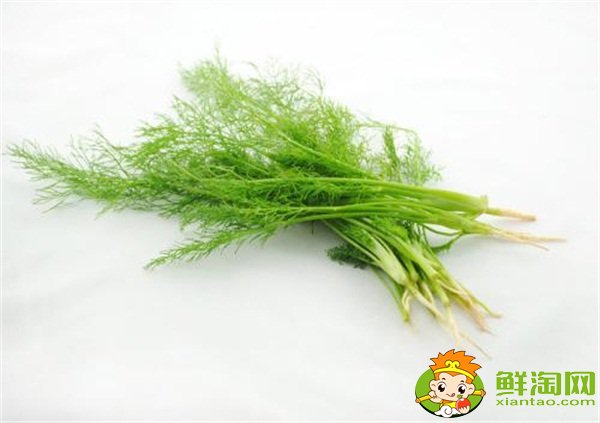 茴香菜可以曬干嗎，茴香為什么晚上不能吃