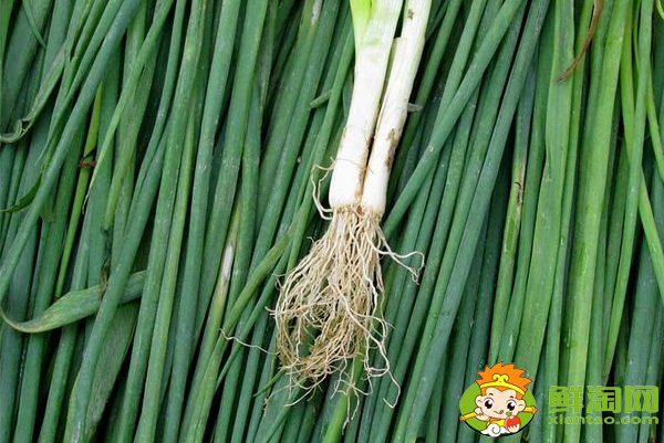 菠菜根色是什么顏色,蔥和菠菜的根有什么不同