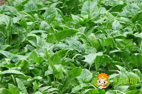 菠菜為什么不能放醬油,怎么挑選新鮮的菠菜