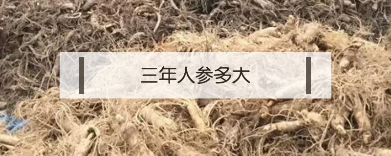 三年人參多大