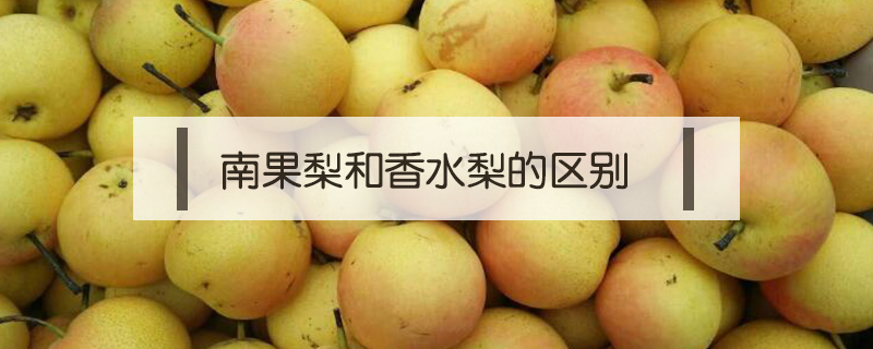 南果梨和香水梨的區別