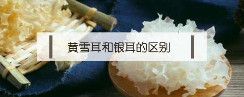 黃雪耳和銀耳的區(qū)別