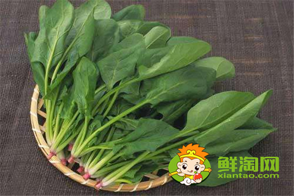 菠菜用開水燙一下能吃嗎,每天吃菠菜對身體好嗎