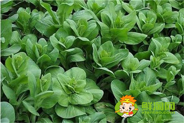 青菜為什么要用開(kāi)水焯，很多人做錯(cuò)了難怪差點(diǎn)鮮味