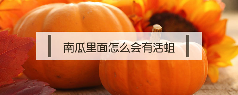 南瓜里面怎么會有活蛆
