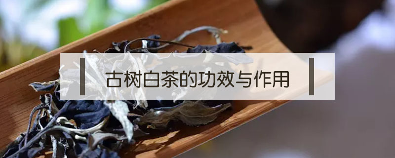古樹(shù)白茶的功效與作用