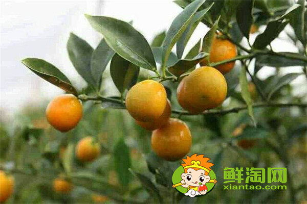 目前常見的柑橘品種有那些，最受歡迎的柑橘品種是什么
