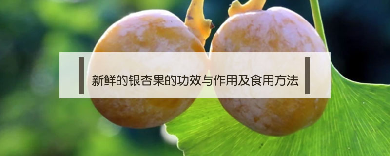 新鮮的銀杏果的功效與作用及食用方法