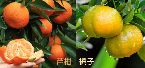 蘆柑是什么樣子的圖片，蘆柑是什么，蘆柑和橘子的區別