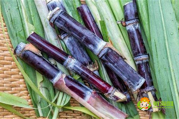 黑皮甘蔗是涼性還是熱性,黑皮甘蔗偏涼不適合體內虛寒的人吃