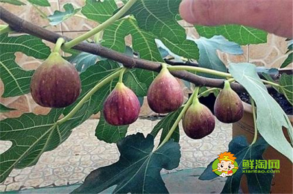 無(wú)花果在哪里生長(zhǎng),無(wú)花果生長(zhǎng)與熱帶和溫帶地區(qū)