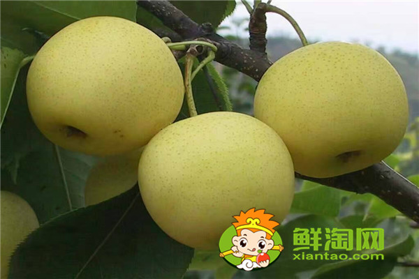 梨湯怎么保存,新鮮的梨子應(yīng)該怎么保存