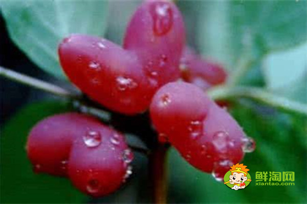 杈杷果什么時候成熟,杈把果的功效與作用