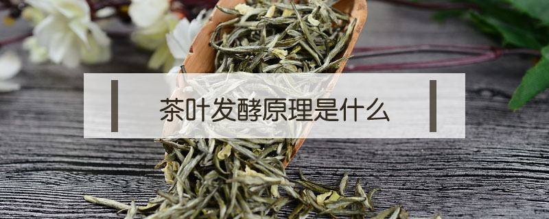茶葉發酵原理是什么