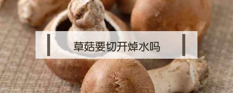 草菇要切開焯水嗎