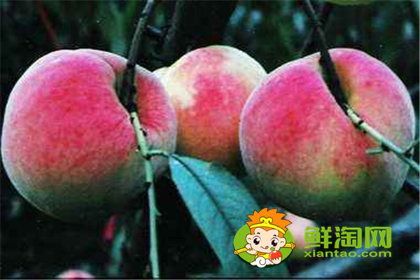 冬天有沒有桃子吃，冬桃品種哪個好