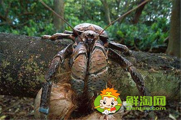 椰子蟹是保護動物嗎,椰子蟹能被水淹死是真的嗎