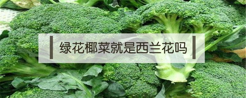 綠花椰菜就是西蘭花嗎