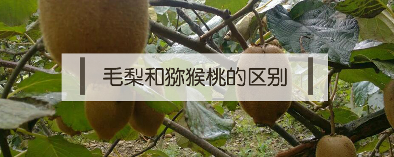 毛梨和獼猴桃的區別