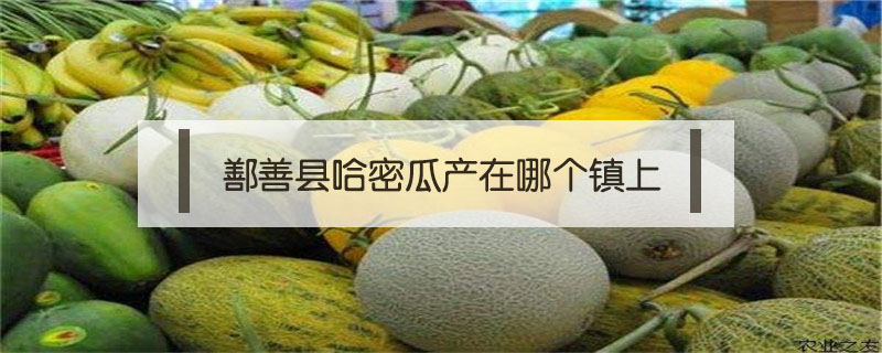 鄯善縣哈密瓜產(chǎn)在哪個(gè)鎮(zhèn)上