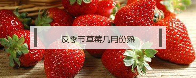 反季節草莓幾月份熟