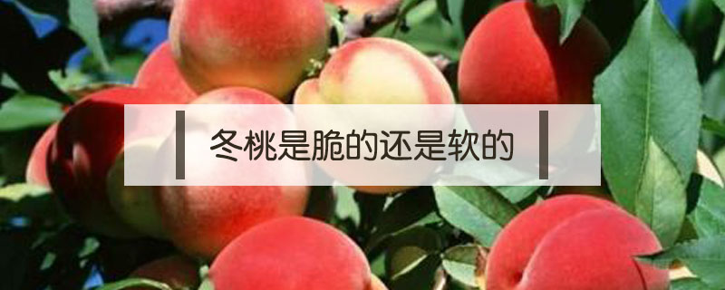 冬桃是脆的還是軟的