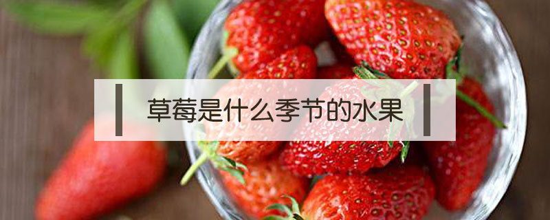 草莓是什么季節的水果