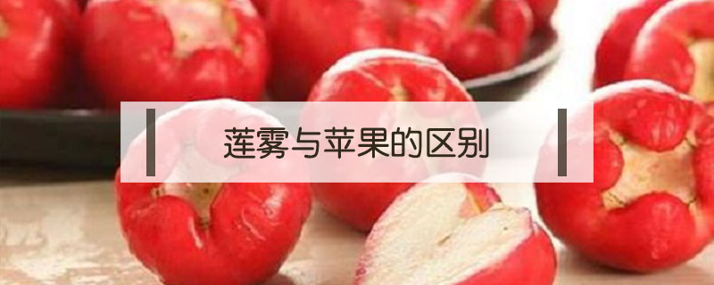 蓮霧與蘋果的區(qū)別