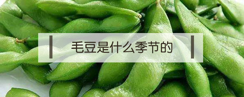 毛豆是什么季節的