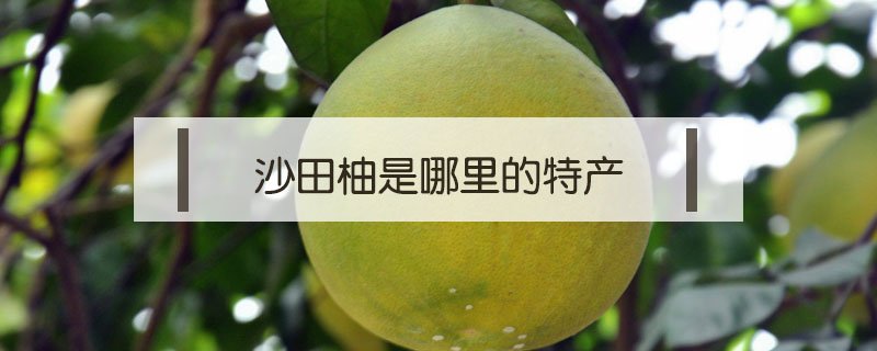 沙田柚是哪里的特產