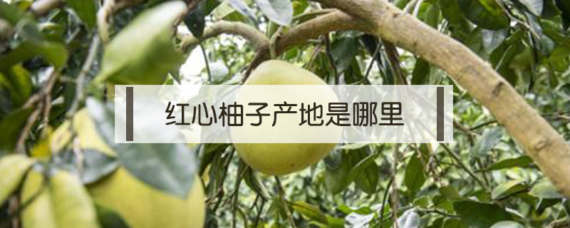 紅心柚子產地是哪里