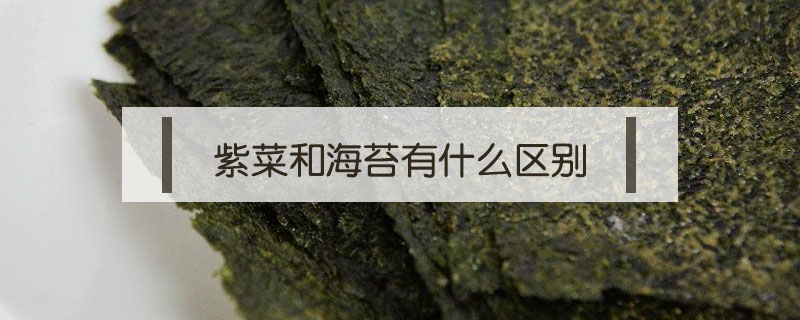 紫菜和海苔有什么區(qū)別