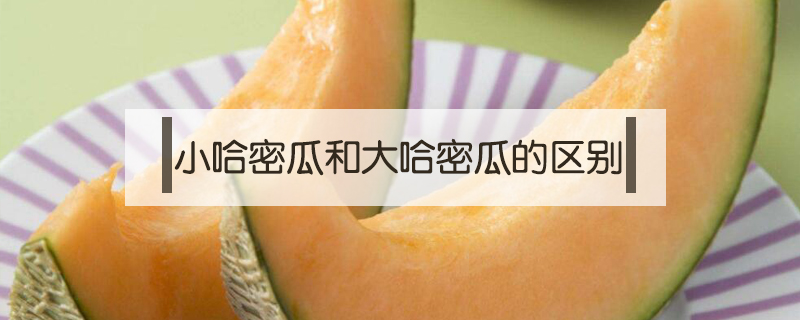小哈密瓜和大哈密瓜的區別