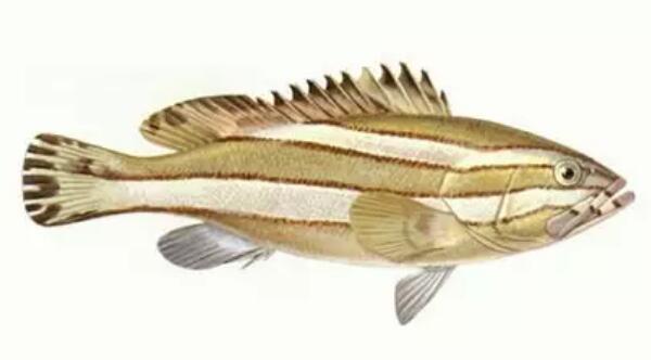 冷凍石斑魚還能清蒸嗎