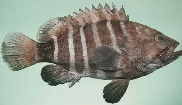 冷凍石斑魚還能清蒸嗎